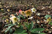 24 Estese fioriture di Rose di Natale -Ellebori (Helleborus niger)